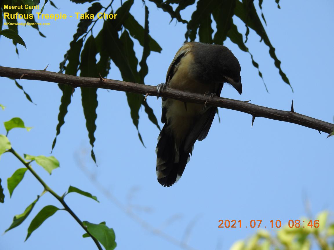 Rufous Treepie (68) Coming Soon